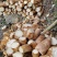 湖南春笋高山黄泥春笋基地直供量大从优欢迎联系订购