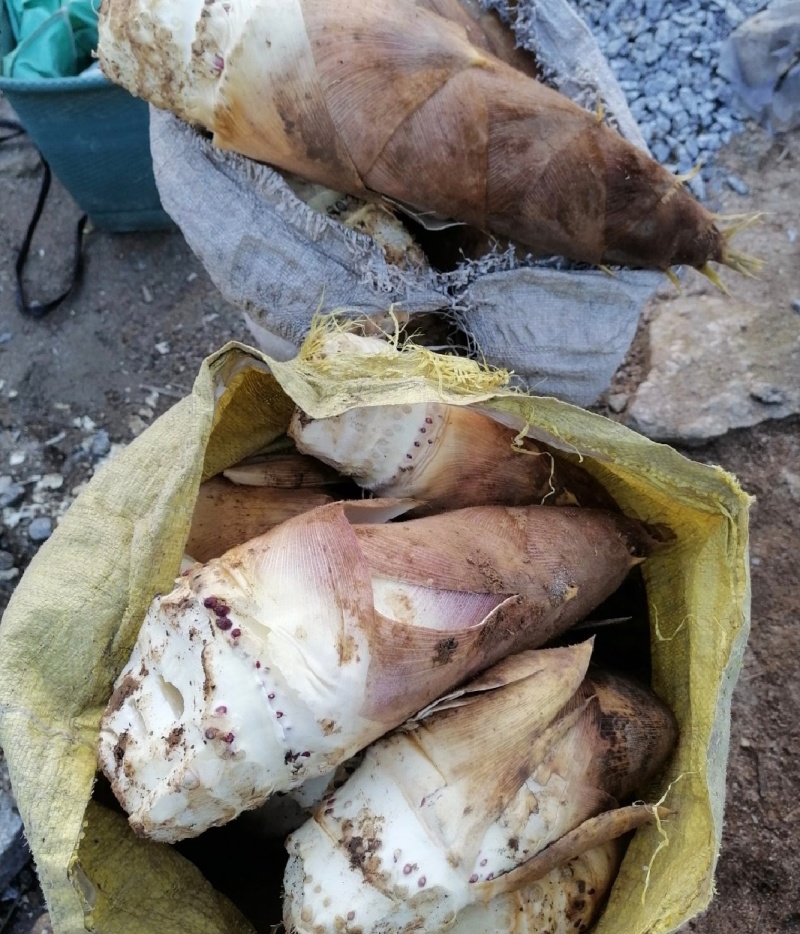 湖南春笋高山黄泥春笋基地直供量大从优欢迎联系订购