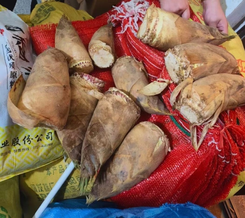 湖南春笋高山黄泥春笋基地直供量大从优欢迎联系订购