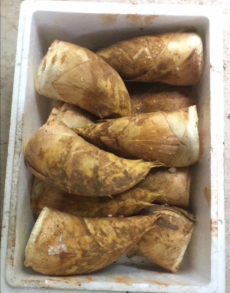 湖南春笋高山黄泥春笋基地直供量大从优欢迎联系订购