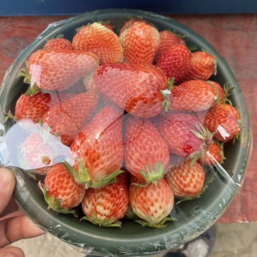 陕西西安红玉草莓