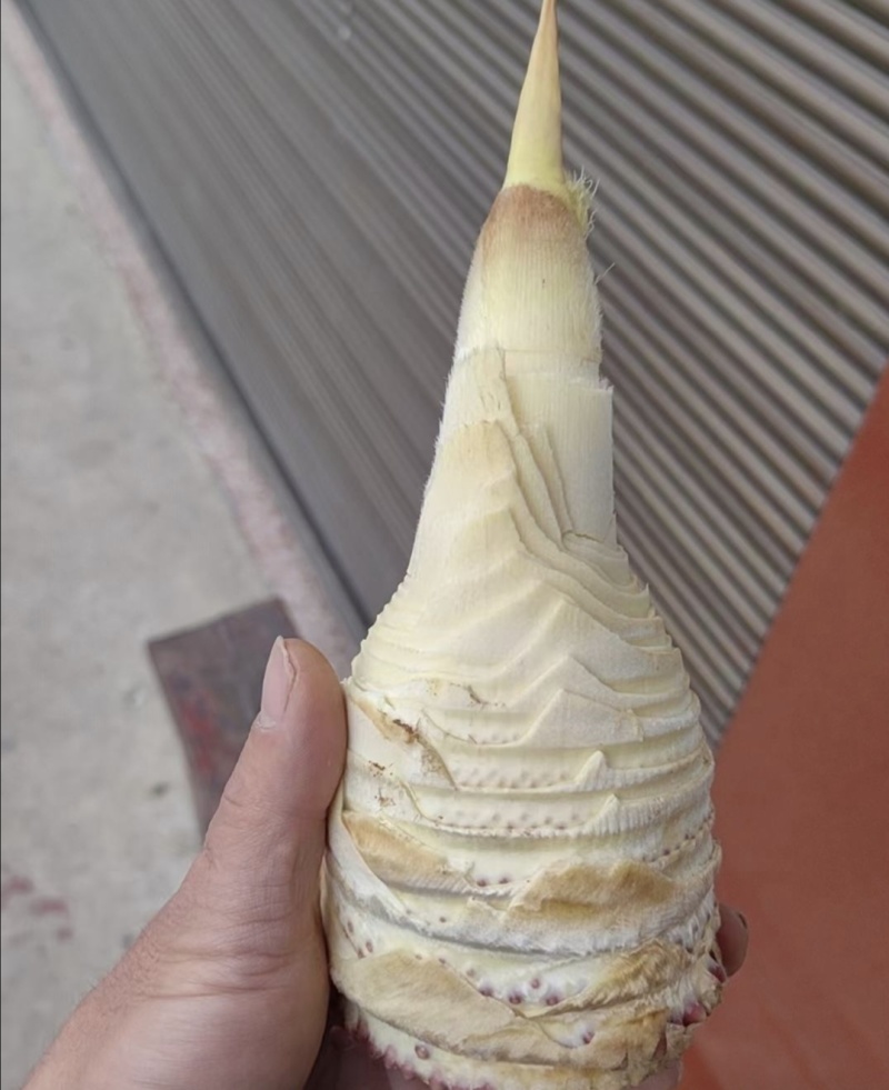 推荐湖南春笋肉笋肉剥皮品质保证新鲜现货欢迎联系
