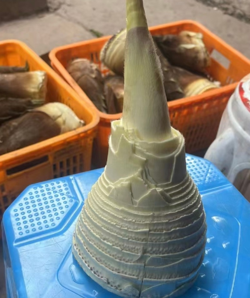 推荐湖南春笋肉笋肉剥皮品质保证新鲜现货欢迎联系