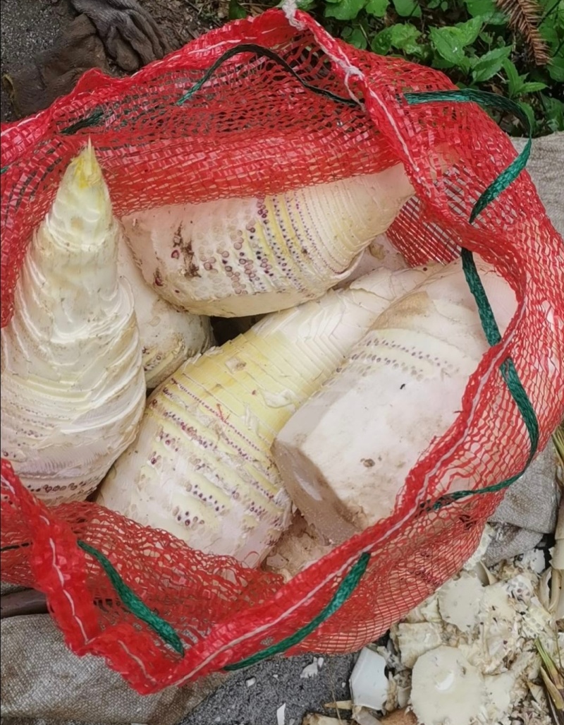 推荐湖南春笋肉笋肉剥皮品质保证新鲜现货欢迎联系