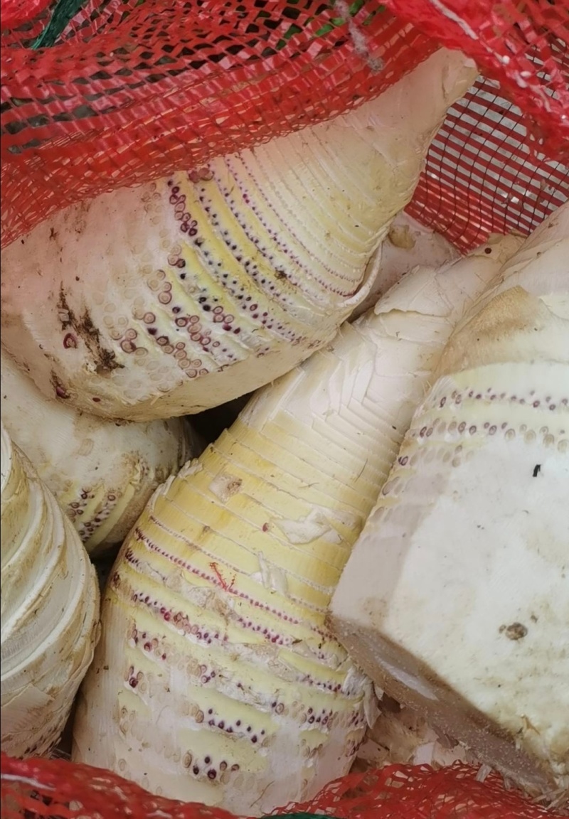 推荐湖南春笋肉笋肉剥皮品质保证新鲜现货欢迎联系