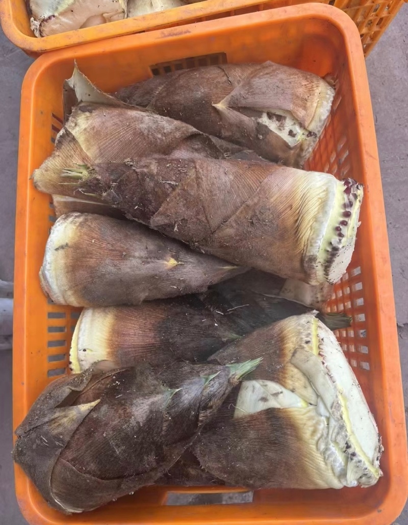 推荐湖南春笋肉笋肉剥皮品质保证新鲜现货欢迎联系