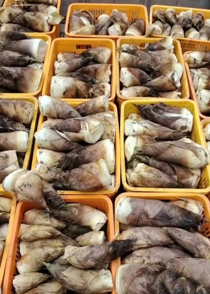 推荐湖南春笋肉笋肉剥皮品质保证新鲜现货欢迎联系