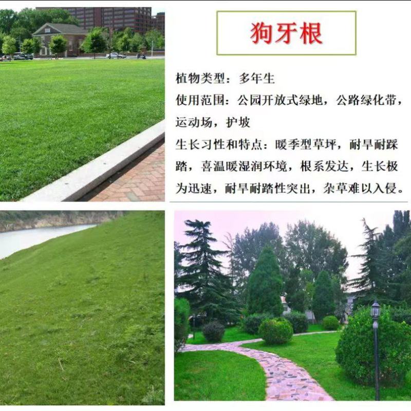 南方耐高温多年生狗牙根种子耐旱耐热，越热越旺根系发达
