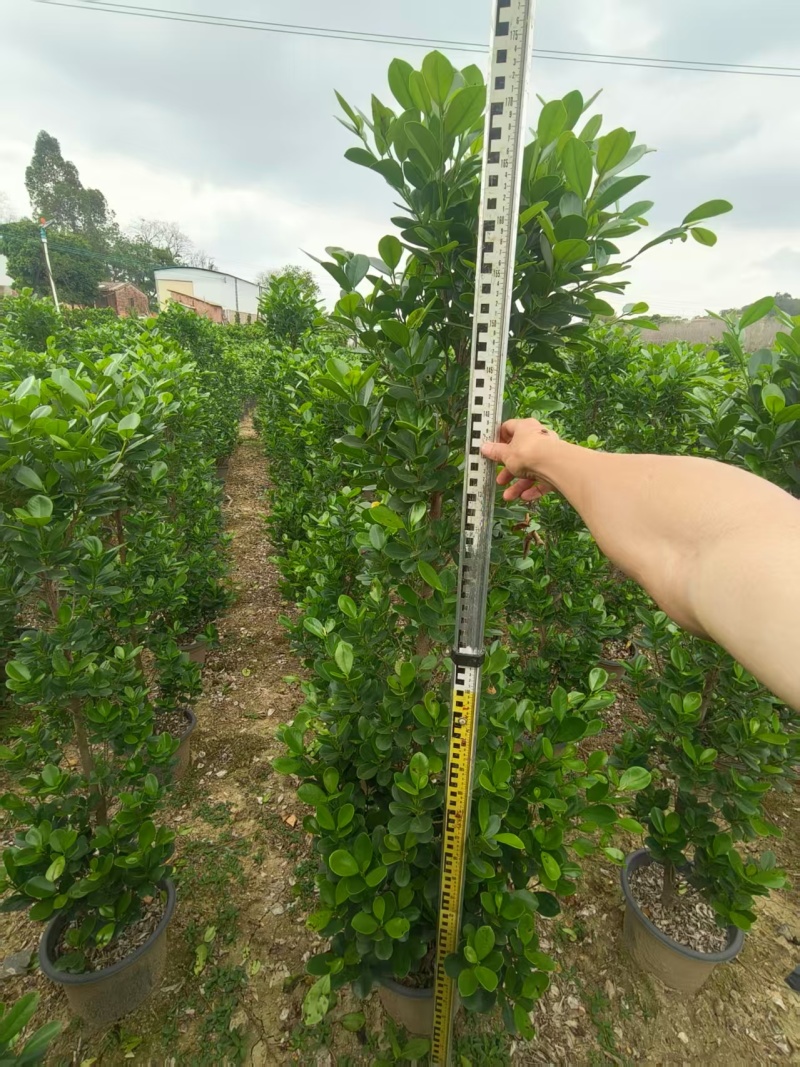 火山榕树绿植质量保证货源充足规格齐全欢迎咨询
