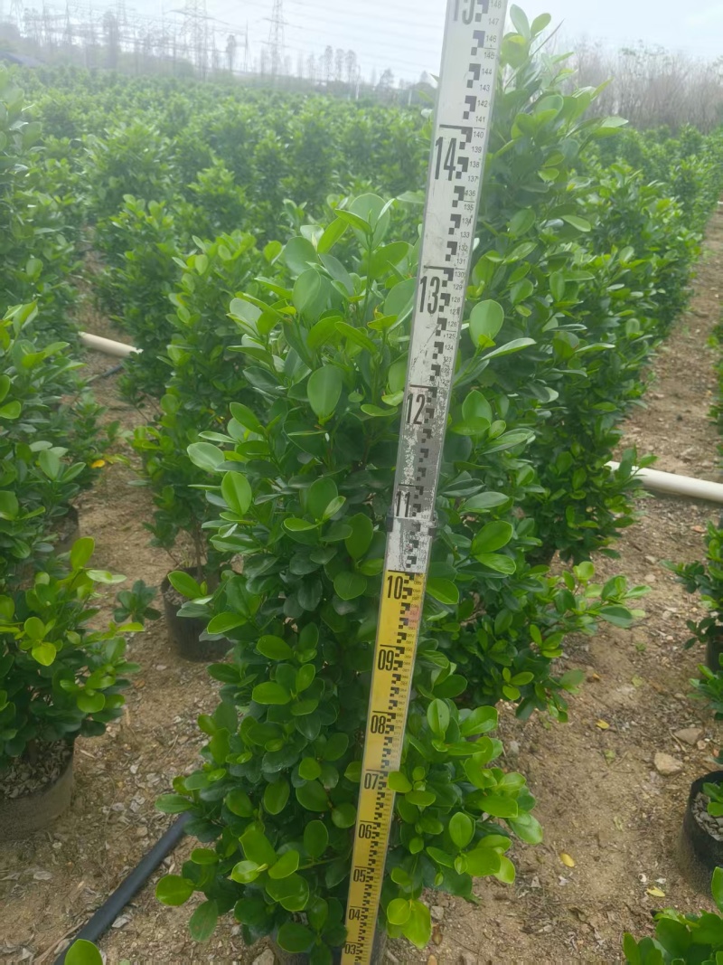 火山榕树绿植质量保证货源充足规格齐全欢迎咨询