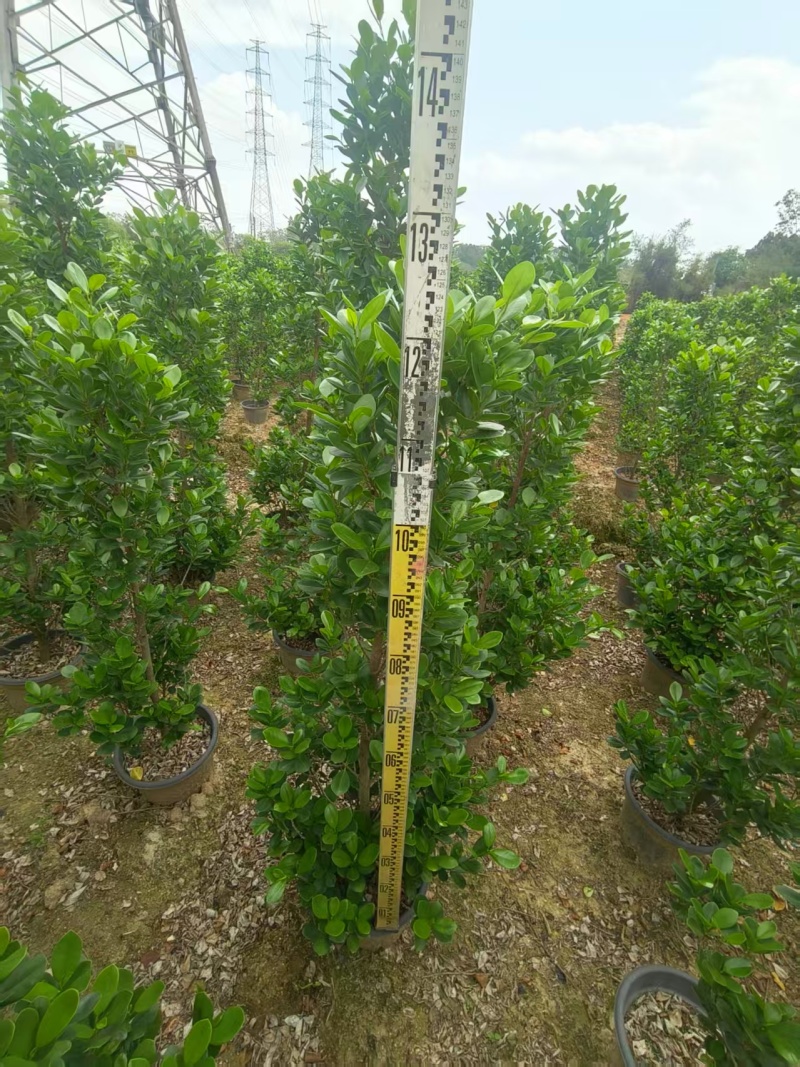 火山榕树绿植质量保证货源充足规格齐全欢迎咨询