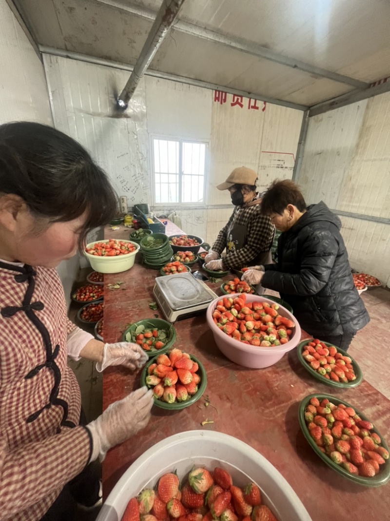陕西西安红玉草莓