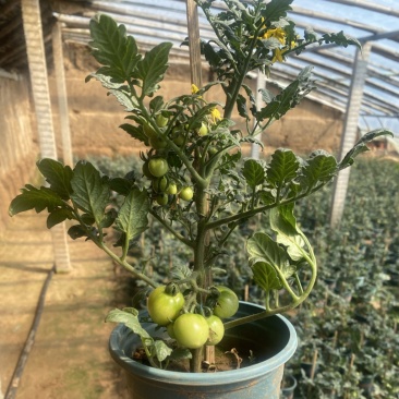 小番茄盆栽，小柿子盆栽