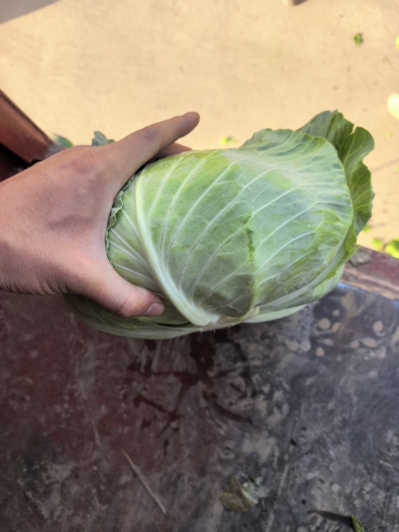 湖北京丰一号大量上市，对接市场，商超，电商