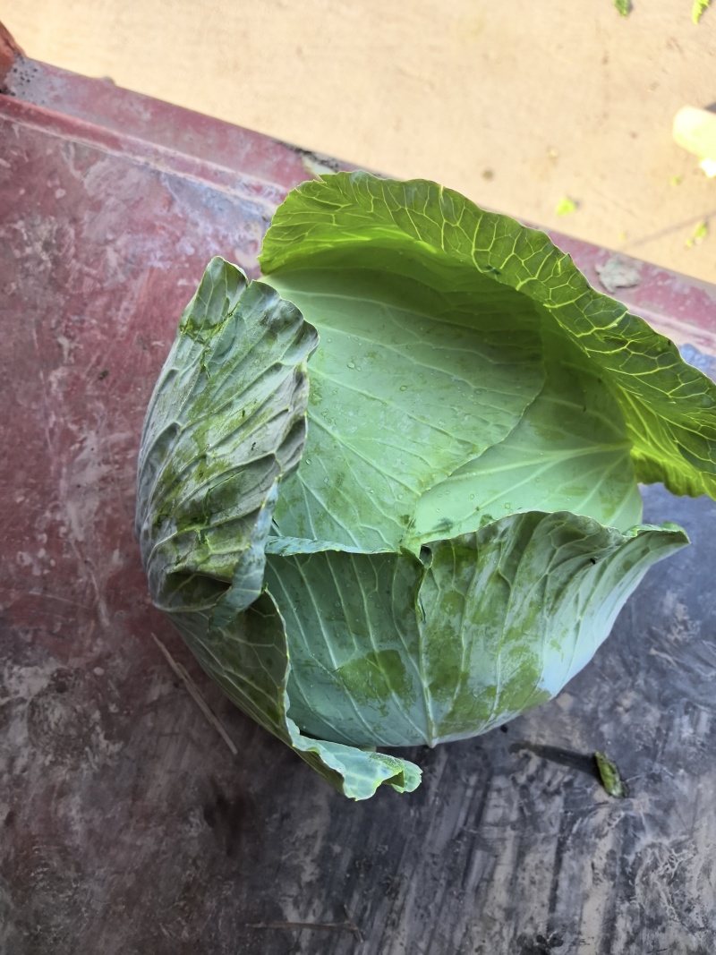 湖北京丰一号大量上市，对接市场，商超，电商