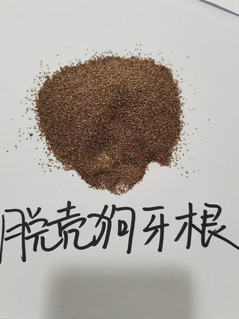 南方耐高温多年生狗牙根种子耐旱耐热，越热越旺根系发达