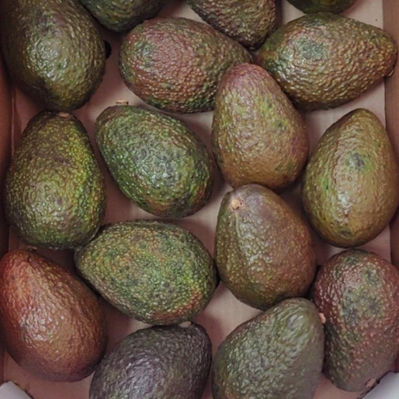 即食牛油果