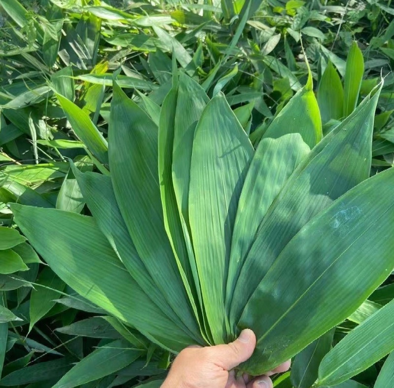 鲜粽叶新鲜现摘粽叶8公分起基地直供量大从优品质保证