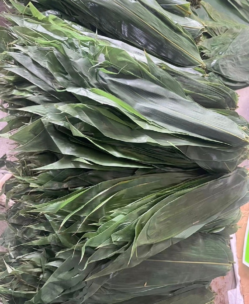 鲜粽叶新鲜现摘粽叶8公分起基地直供量大从优品质保证