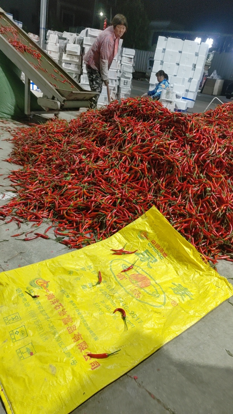 精品线椒米椒大量供应