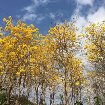 黄花风铃木6500棵，全清，可议价。联系电话。