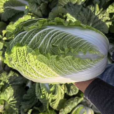 湖北黄心白菜2345斤大量上市，对接批发市场，商超，电商