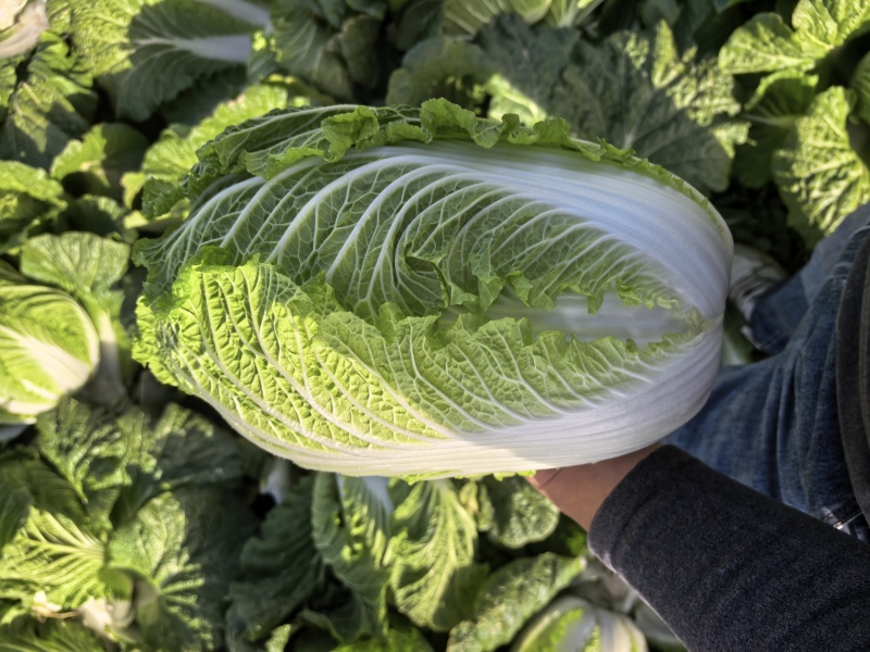 湖北黄心白菜2345斤大量上市，对接批发市场，商超，电商