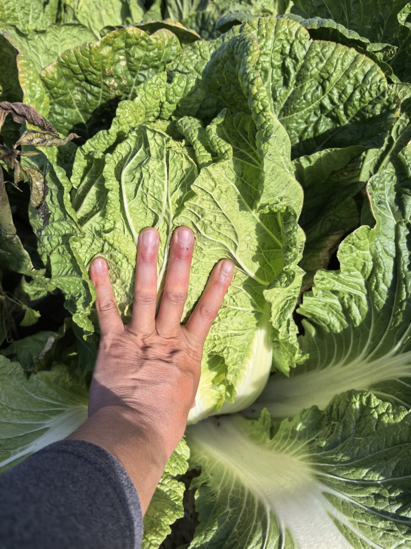 湖北黄心白菜2345斤大量上市，对接批发市场，商超，电商