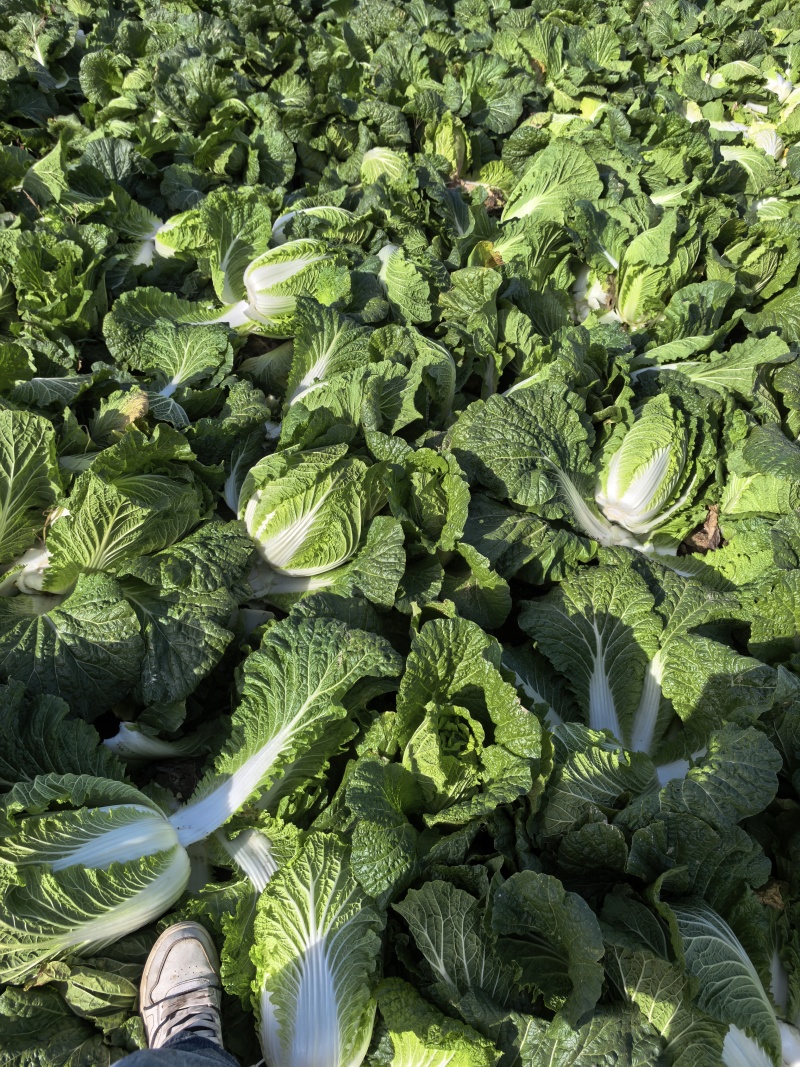 湖北黄心白菜2345斤大量上市，对接批发市场，商超，电商