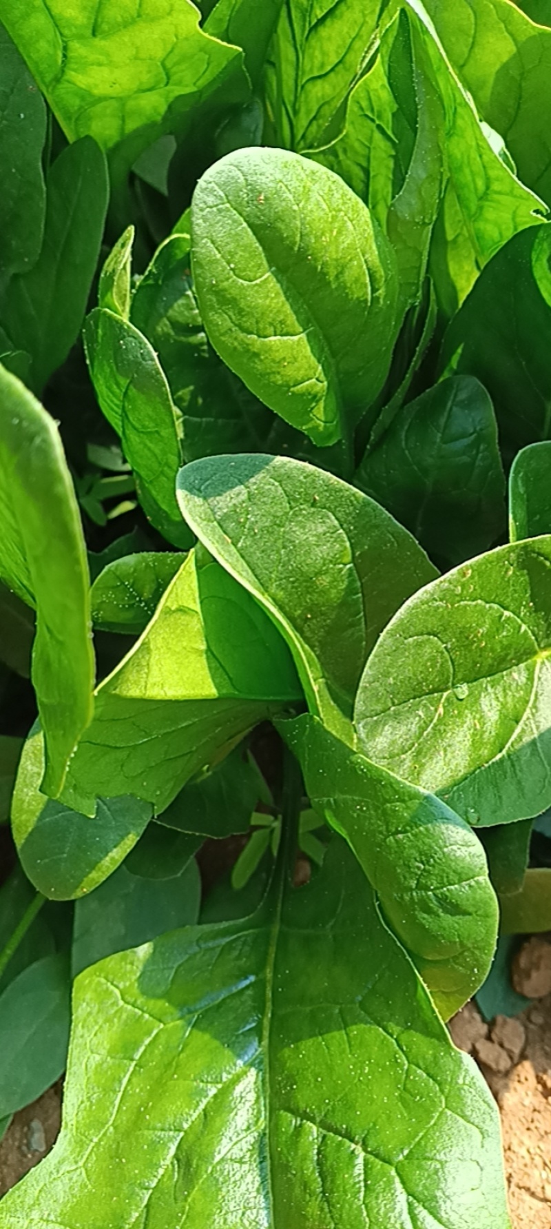 大叶菠菜马上上市