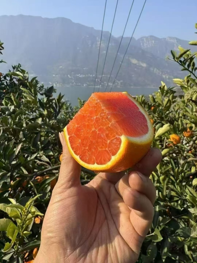 秭归中华红橙