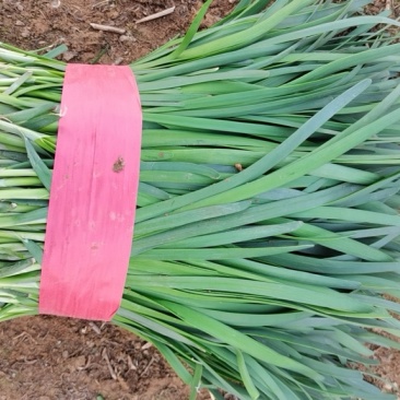红根韭菜，马上大量上市