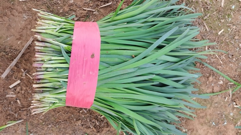 红根韭菜，马上大量上市