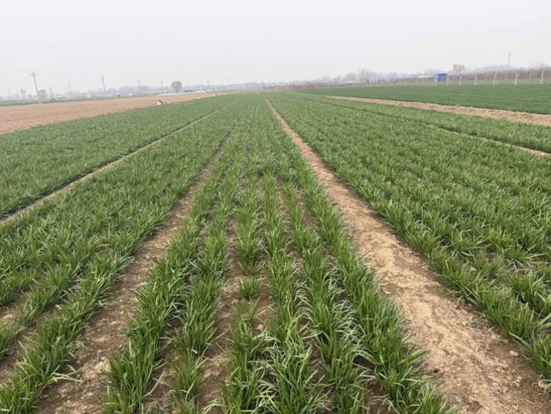 红根韭菜，马上大量上市