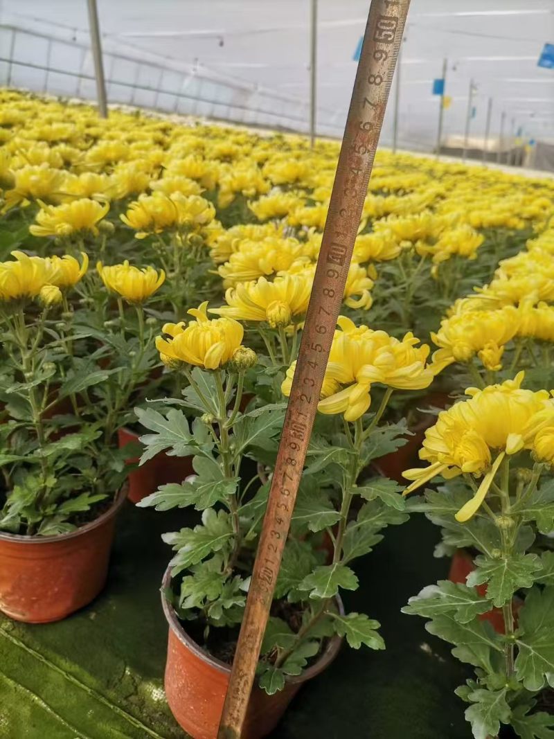 黄白菊花千头菊花清明祭祀菊花鲜切花黄菊花白菊花批发