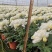 黄白菊花千头菊花清明祭祀菊花鲜切花黄菊花白菊花批发