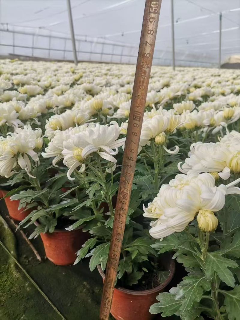 黄白菊花千头菊花清明祭祀菊花鲜切花黄菊花白菊花批发