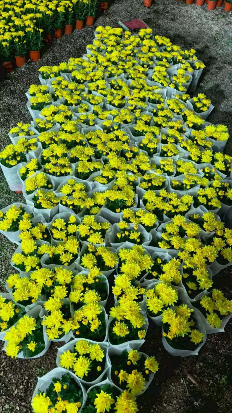 黄白菊花千头菊花清明祭祀菊花鲜切花黄菊花白菊花批发