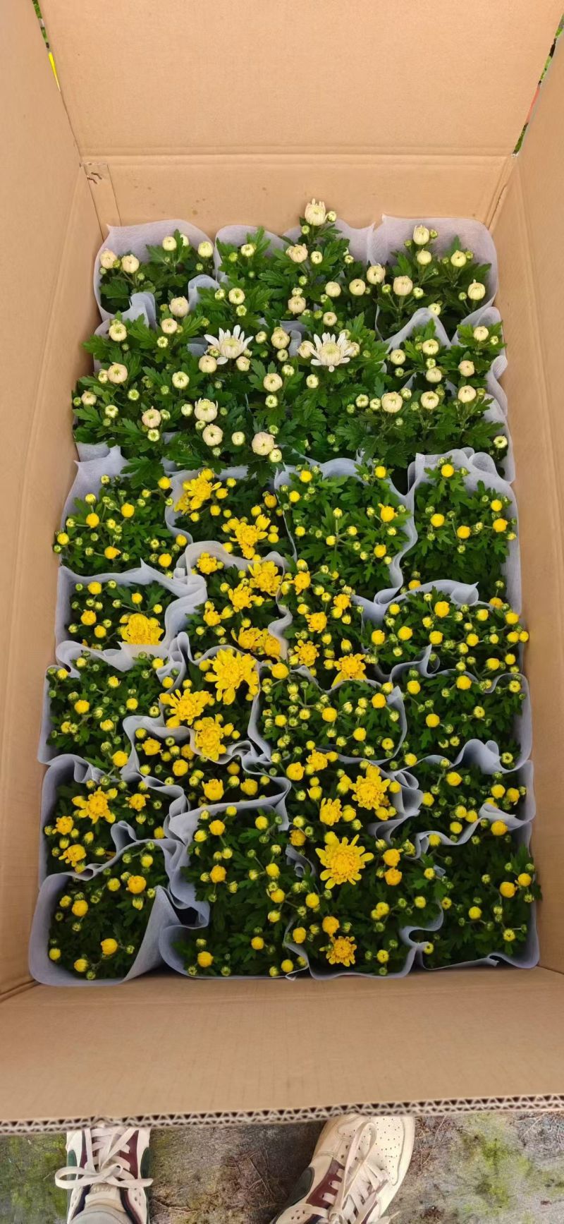 黄白菊花千头菊花清明祭祀菊花鲜切花黄菊花白菊花批发