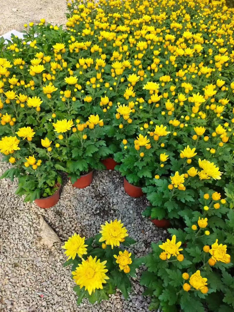黄白菊花千头菊花清明祭祀菊花鲜切花黄菊花白菊花批发