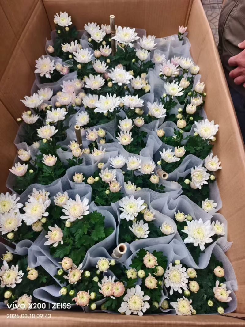 黄白菊花千头菊花清明祭祀菊花鲜切花黄菊花白菊花批发