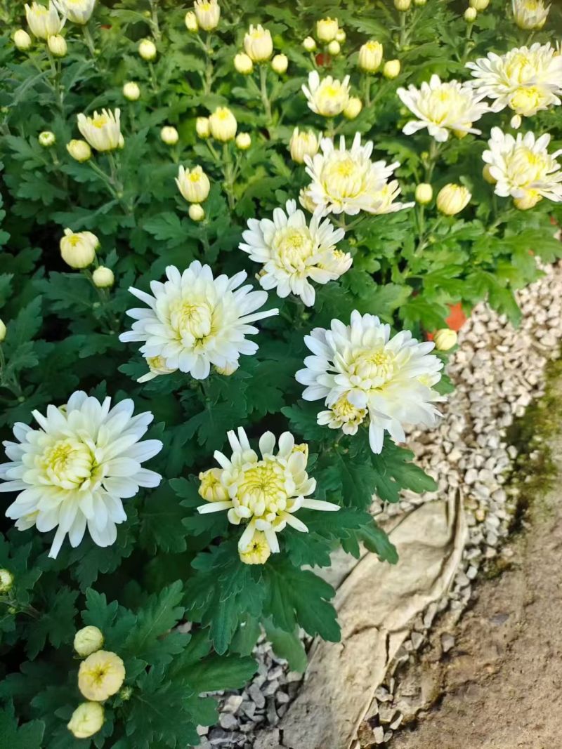 黄白菊花千头菊花清明祭祀菊花鲜切花黄菊花白菊花批发