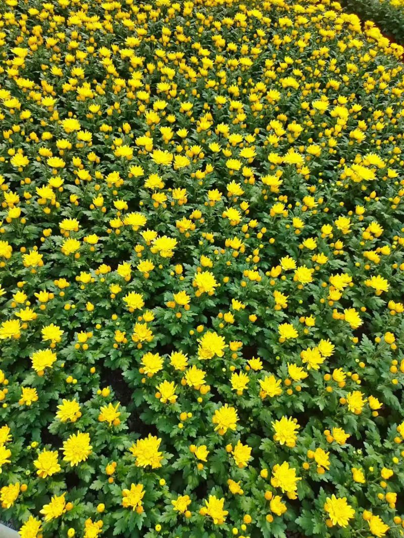 黄白菊花千头菊花清明祭祀菊花鲜切花黄菊花白菊花批发