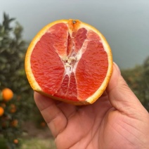 秭归红心橙