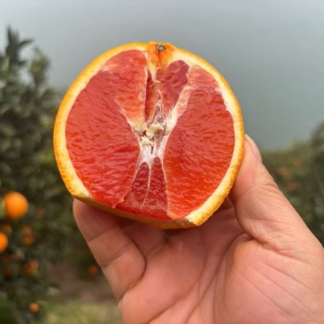 秭归红心橙