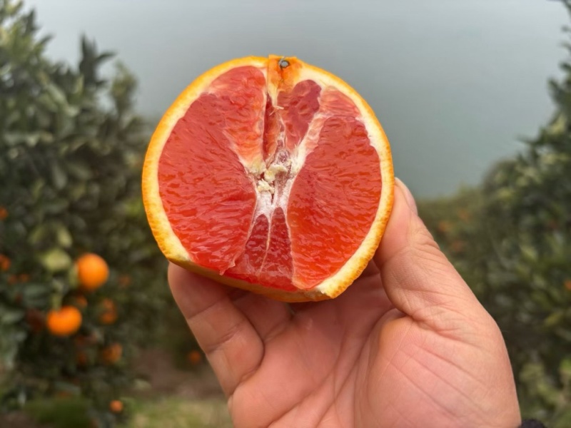 秭归红心橙