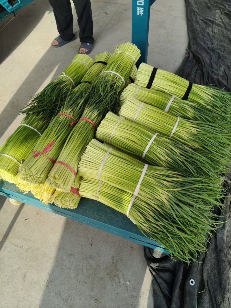 淮阳精品红帽蒜苔产地直供量大支持商超档口批发市场视频看货