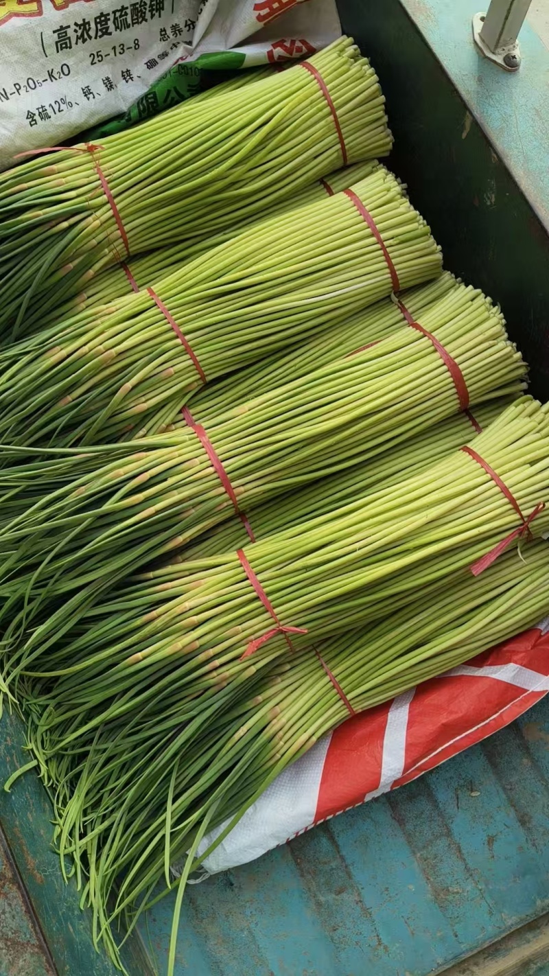 淮阳精品红帽蒜苔产地直供量大支持商超档口批发市场视频看货