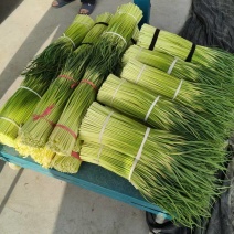 淮阳精品红帽蒜苔产地直供量大支持商超档口批发市场视频看货