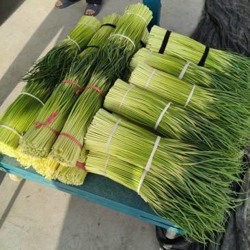 淮阳精品红帽蒜苔产地直供量大支持商超档口批发市场视频看货